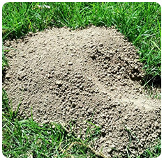 Gopher Mound