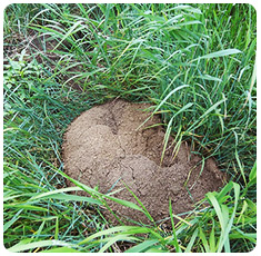 Gopher Mound