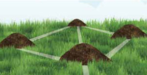 Mole Tunnet And Mound