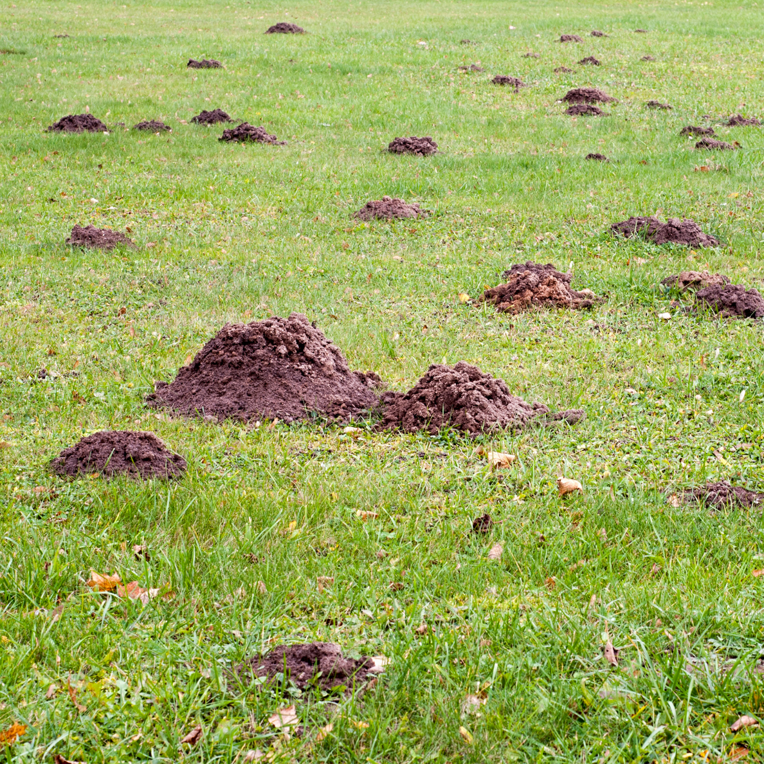 Mole Mounds