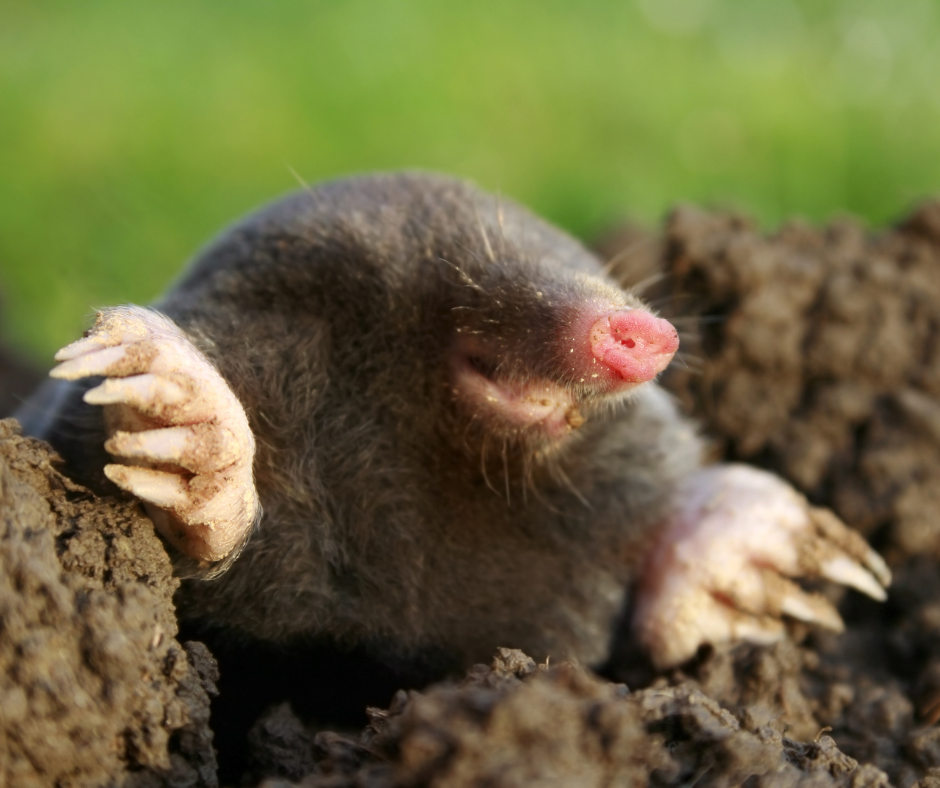 mole image