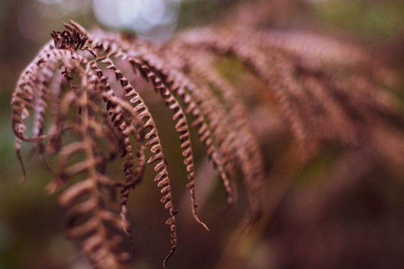 wood chips and sawdust